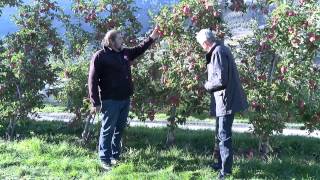 Cette année pommes et poires permettent aux producteurs valaisans de gagner leur vie [upl. by Eyak]