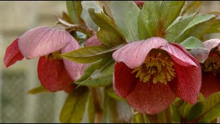 Hellebores Plants [upl. by Licko409]