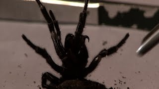 Milking a deadly FunnelWeb Spider  Pt 2 [upl. by Oeht505]