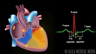 Cardiac Conduction System and Understanding ECG Animation [upl. by Raffaello253]