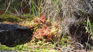 Drosera rotundifolia planta carnivora [upl. by Margareta]