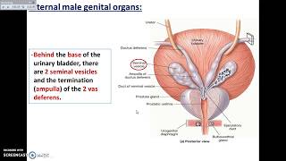 Overview of Pelvis 5  Male Pelvic Organs  Dr Ahmed Farid [upl. by Vareck]