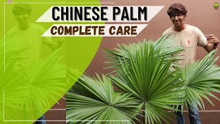 How to take Care of Chinese PalmFan Palm  Sunlight Water Pot Soilmix Fertilizer Bugs [upl. by Heather]