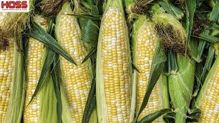 Planting PEACHES amp CREAM SWEET CORN for a FALL HARVEST [upl. by Dwaine]