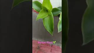 Basket Plant🌱 short Best Hanging Plant  Plant life  Home Garden🏡 [upl. by Retsek446]