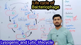 56 life cycle of Bacteriophage  Lysogenic  Lytic life cycle of Bacteriophage Fsc class 11 Biology [upl. by Honey298]