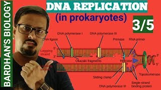 DNA REPLICATION in prokaryotes in HINDI 35 [upl. by Quin]