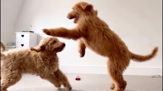 Labradoodle puppy VS Goldendoodle puppy Dog fight Funny puppies [upl. by Aseret]