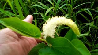 July 12 2021 gooseneck loosestrife wild edible [upl. by Euseibbob]