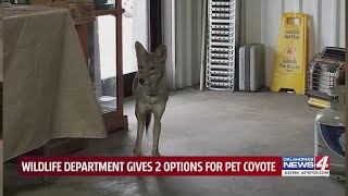 Oklahoma family crushed after Wildlife Dept says release pet coyote to the wild or put it down [upl. by Ecyal]