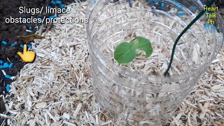 Slugs and snail attact  Limace escargot DIY obstacles and Protections diy astuce youtubeshorts [upl. by Feola]