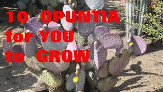 10 Opuntias For U to Grow [upl. by Rancell]