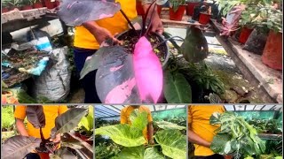 Naya collection Bikash ko Nursery Ma… 🌱 🪴 [upl. by Ayin]