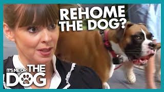 Should I Rehome My Dog  Its Me or the Dog [upl. by Wichman]