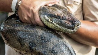 3 Biggest Snakes in the World  Pet Snakes [upl. by Wesley]