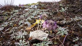 Wild Flowers from autumn Roopkund trek Saussurea gossypiphora phen kamal Gentians and Aconitum [upl. by Kira]