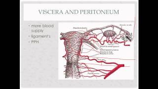 anatomy review  for OB GYN rotation [upl. by Onibas]