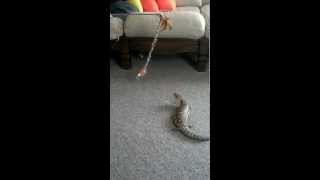 Skinky the Skink playing with some cat toys [upl. by Cohn474]