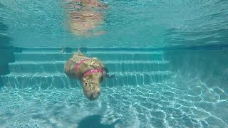 Sweetie the Capybara in the pool [upl. by Nauqaj]