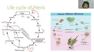 Life Cycle of Pteris [upl. by Fernandina728]