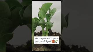 Как открывали горох в деревней Руси🧱🌱 [upl. by Ailecra]