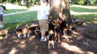 beagle meetup with howling contest and peanut butter tree game [upl. by Benji278]