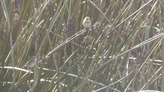 Nelsons Sparrow in Moss Landing California [upl. by Ednarb728]