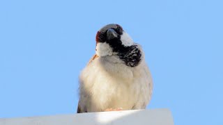 Natural Sparrows Chirping Sounds  Spectacular Sounds of Sparrows [upl. by Anagrom]