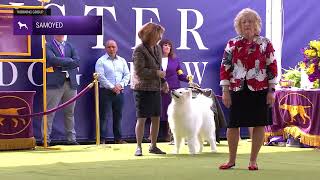 Samoyeds  Breed Judging 2024 [upl. by Bostow579]