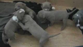 NEW Pit Bull Puppies for sale Now 2009 [upl. by Kroy]