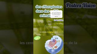 Invention Biotechno Chloroplastes dans cellules animales greffe chloroplaste PHOTOSYNTHÈSE [upl. by Ecidnac]