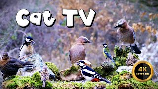 Cat TV for Cats to Watch 🐈  THE BIG ONES TAKE FIRST 🐦‍⬛ 4K [upl. by Ankeny]