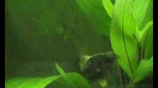 Corydoras C89 Spawning [upl. by Rihat]