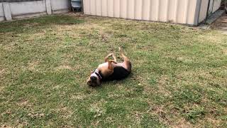 Coco My dog just rolling around in the grass [upl. by Nivlen748]