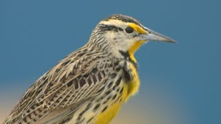 Eastern Meadowlark [upl. by Raymonds467]