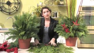 Making a Live Holiday Planter [upl. by Emiline689]