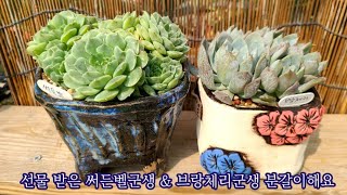 프리티다육에서 온 써든벨군생 amp 브랑체리군생 분갈이해요  감사합니다 구독자님 amp 프리티우먼님💕 예쁘게 잘 키워보겠습니다 [upl. by Ojybbob]