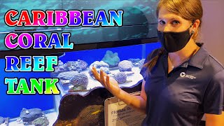 The RAREST Caribbean Coral Aquarium at the Butterfly Pavilion [upl. by Zaid]