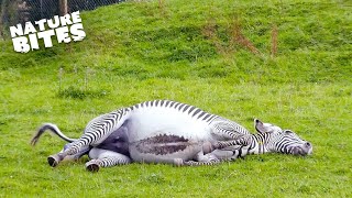 Miracle of Life Zebras Extraordinary Journey Through Birth  Nature Bites [upl. by Suoinuj285]