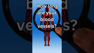 How long are your blood vessels [upl. by Ytirehc]