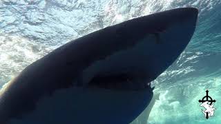 Great White Shark Cage Diving Guadalupe Island 2017 [upl. by Prissie]