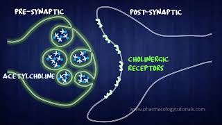 Toxicology of Acetylcholinesterase Inhibitors I  Neurotransmission [upl. by Martres]