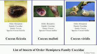 List of Insects of Order Hemiptera Family Coccidae scale coccus ceroplastes pulvinaria coffee Wax [upl. by Forrester]