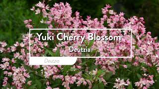 30 Sekunden mit Proven Winners® Deutzia Yuki Cherry Blossom® deutsch [upl. by Drarreg]