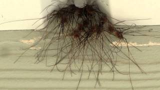 Daddy Longlegs Spider Clumps WEIRD [upl. by Ober527]