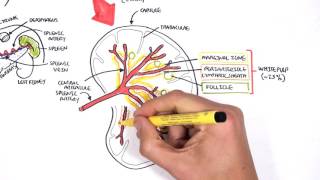 Spleen Anatomy and Physiology [upl. by Feinstein]