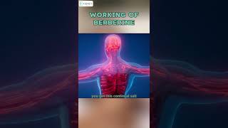 Working Of Berberine How It Prevents Kidney Tissue Damage  Berberine Working [upl. by Ahseer]