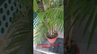 Areca palm  dypsis lutescens  garden decoration  beautiful plants  tree  house  decoration trp [upl. by Croft273]