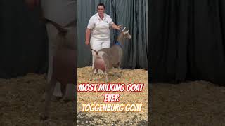 No1 dairy goats toggenburg goat breed Benefits of goats milk goat trending trendingshorts viral [upl. by Jinny]