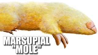 Marsupial Mole Facts NOT Really a quotMolequot 🐭 Animal Fact Files [upl. by Eleanore]